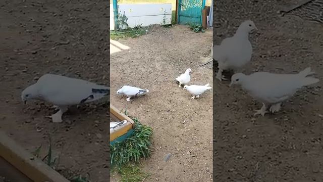 Оренбуруг голуби дядя Николай