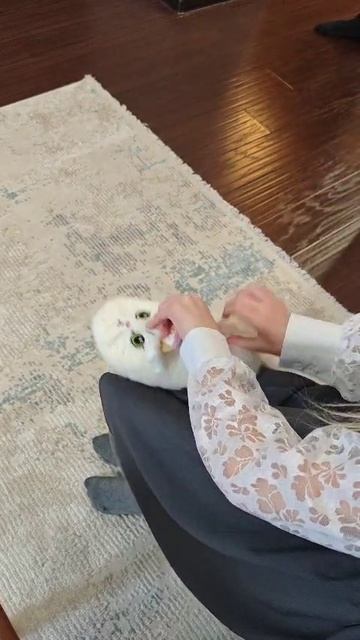 тапки
