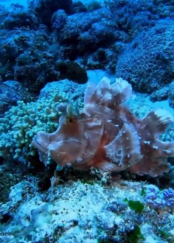 Рыбы -скорпионы 🦂способны двигать каждым глазом независимо друг от друга, что дает им почти пано...