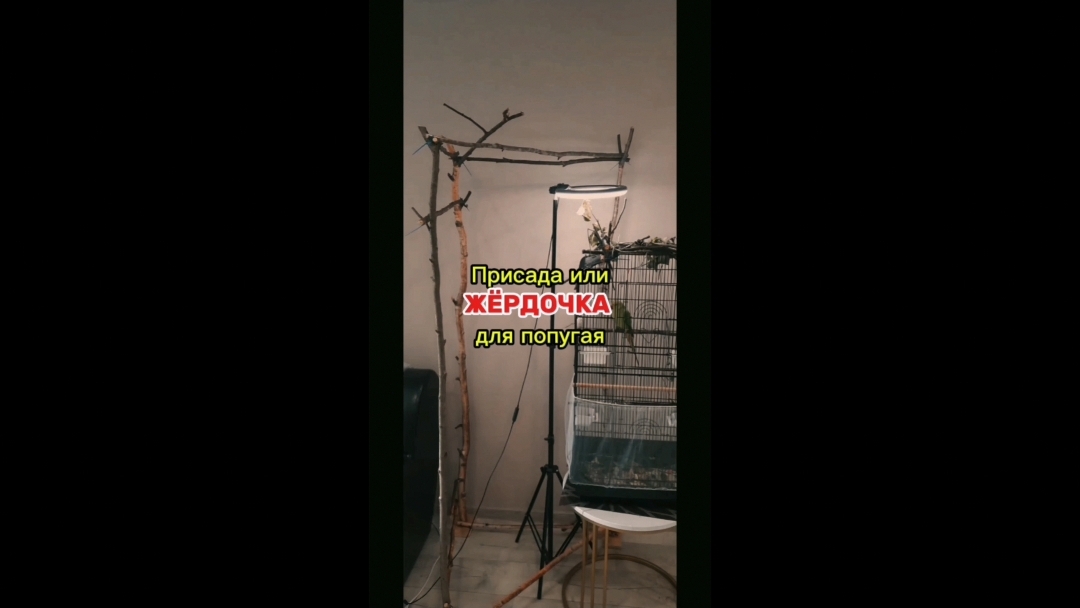 Своими руками жердочки попугаю Рики