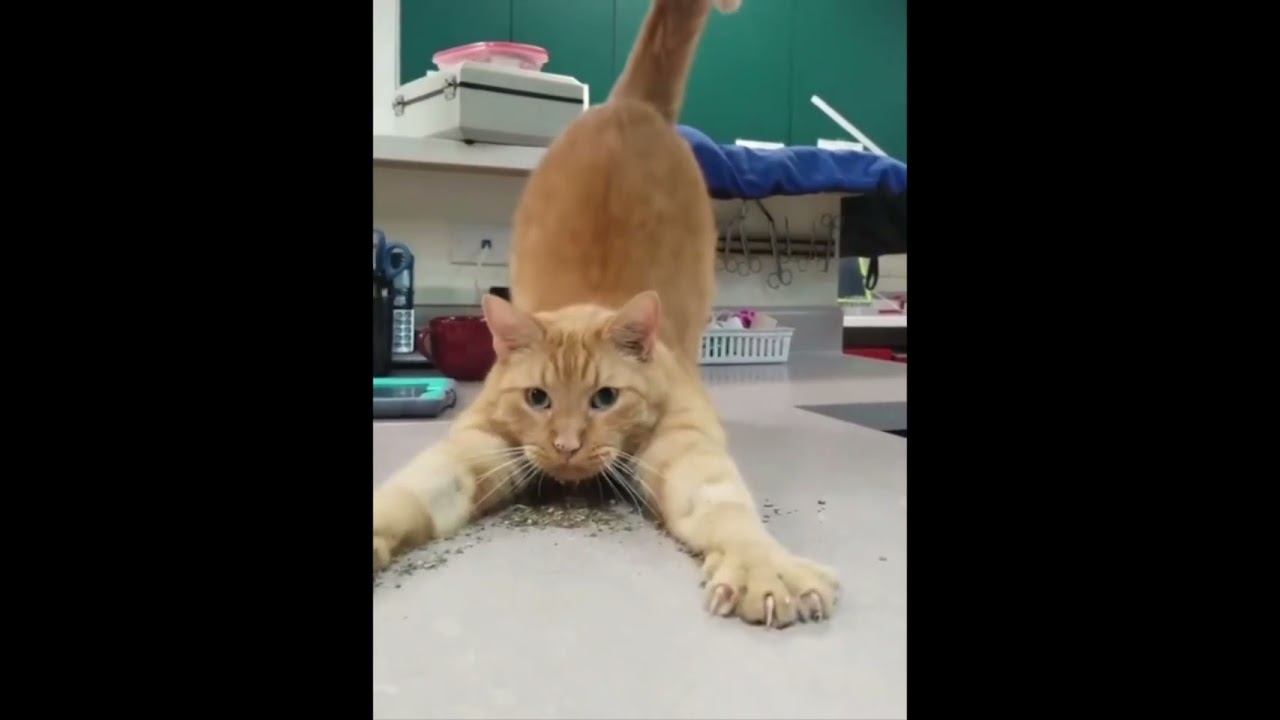 Funny Cats !!!  #funny #cat #cats #shorts
