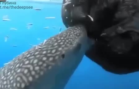 Эта китовая акула высасывает рыбу из дыры в рыболовной сети 🦈