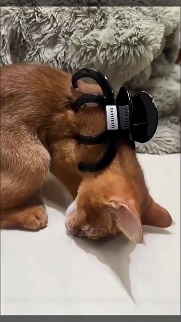 Выключаем шерстяного при помощи заколки 😺