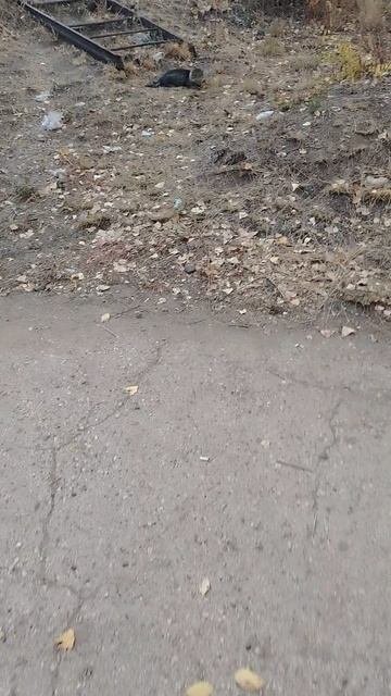 Люди,которые кормят бездомных животных#
