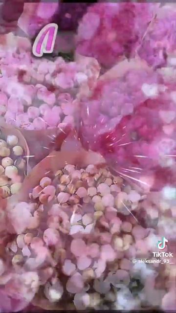 Video_10458885068157.mp4
