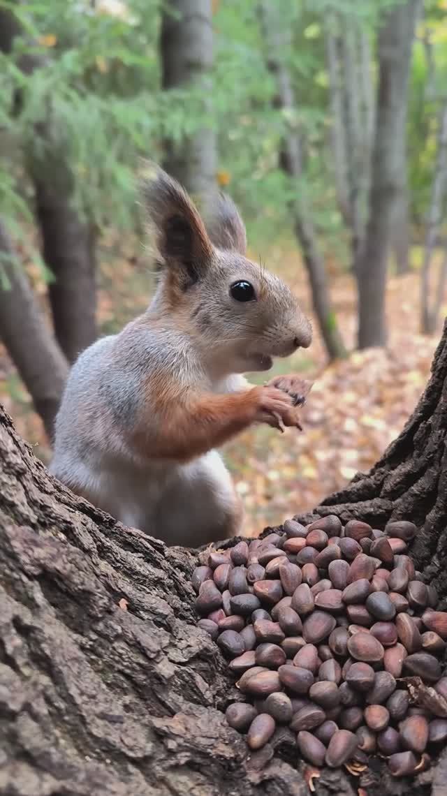 Белка грызёт кедровые орешки