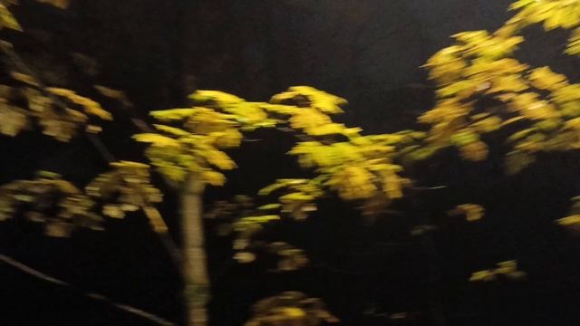116.mp4