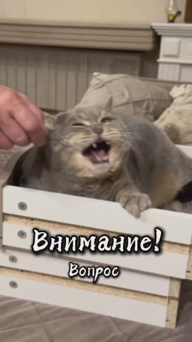Что в черном ящике?😺