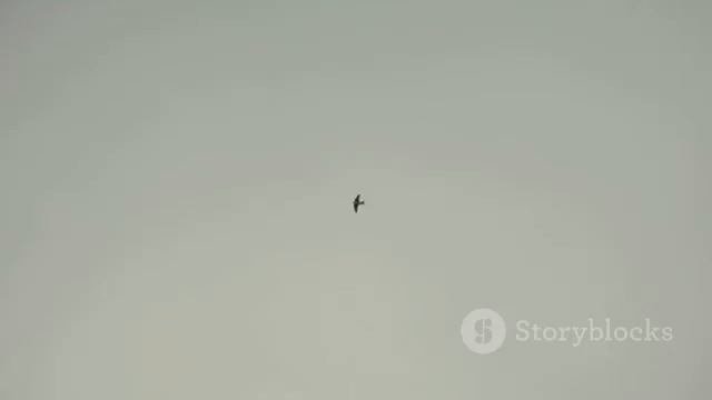 1000014034.mp4