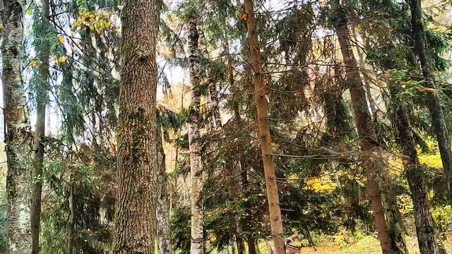 Одинцовский лесопарк 
