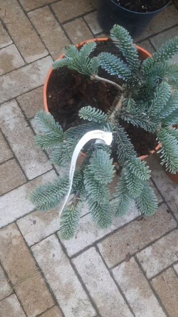 ❤🌲Пихта глаука процера серебристая
✔Продажа растений в телеграм канале: 
Https://t.me/love_is_hvoiny