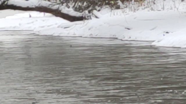 Оляпка у переката на р. Истра в Московской области