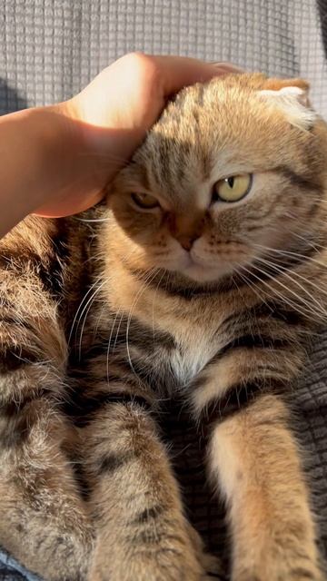 Милая шотландская вислоухая кошечка 🐱