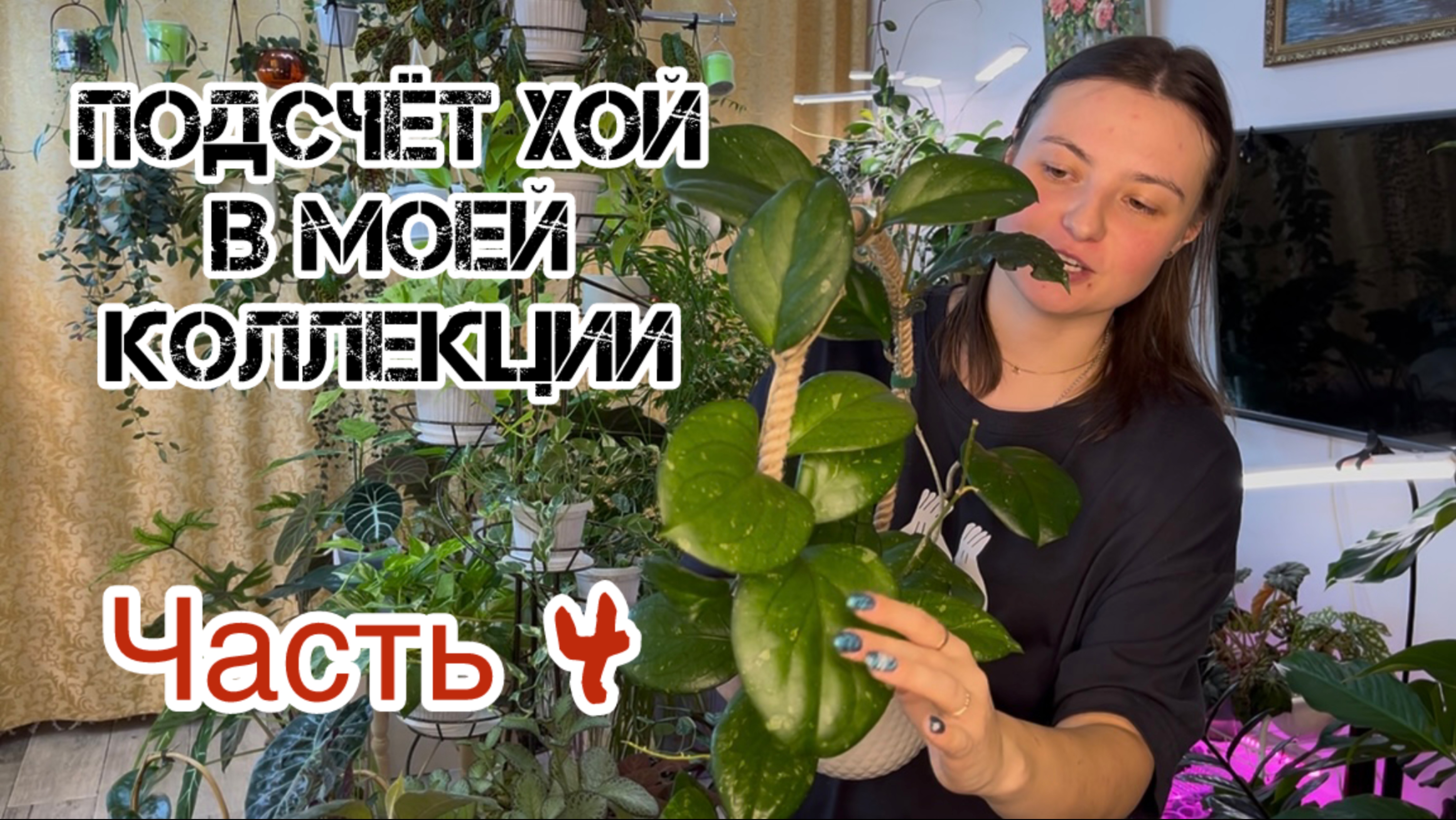 Подсчёт хой в моей коллекции. Часть 4.