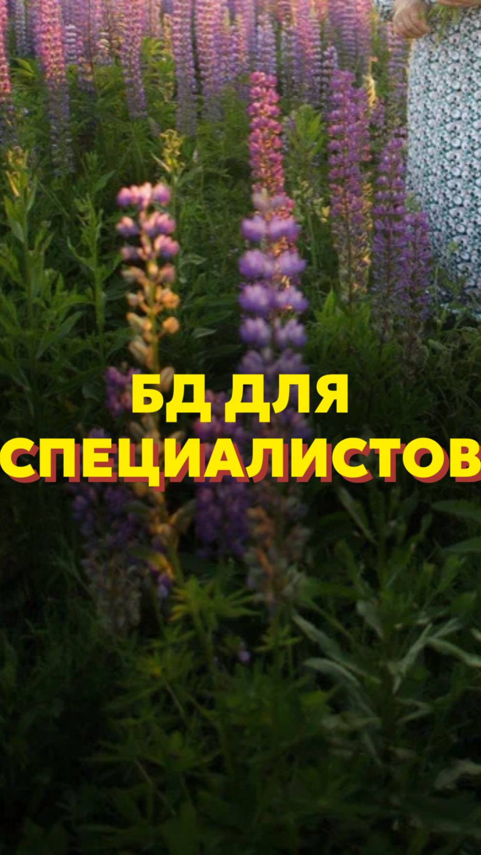 БД для специалистов