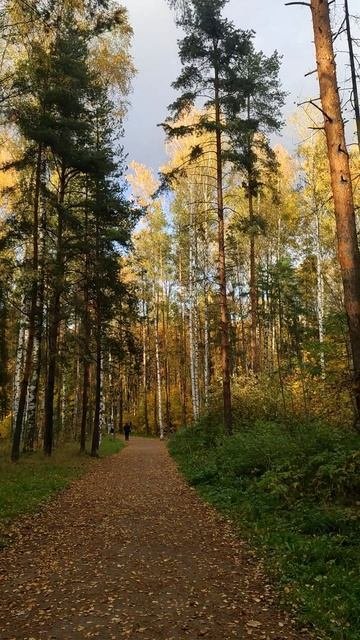 Осень в парке. Санкт-Петербург.