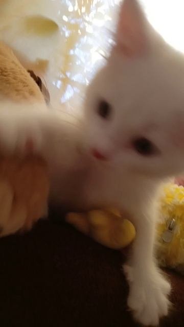 котёнок урчит