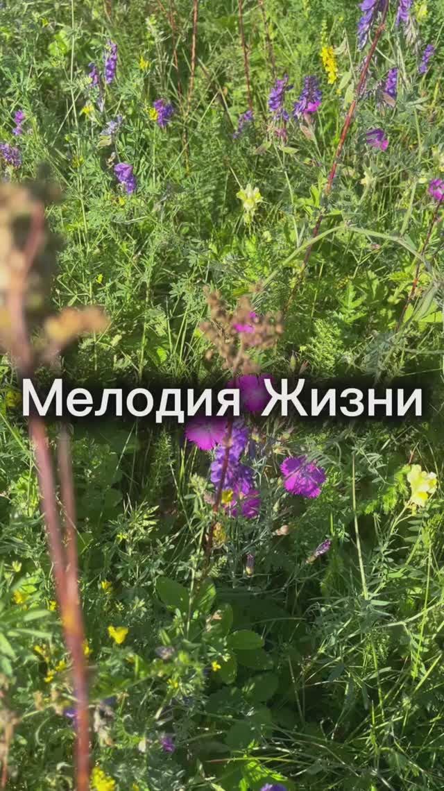 «Мелодия Жизни»