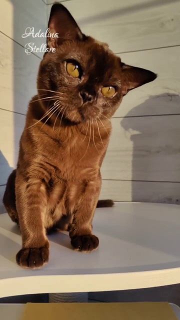 Бурманский котик Бенедикт