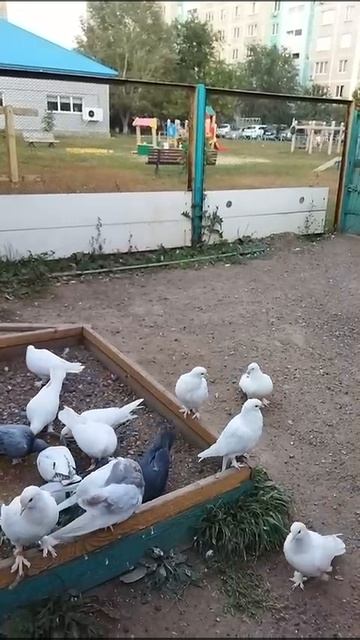 Оренбуруг голуби дядя Николай