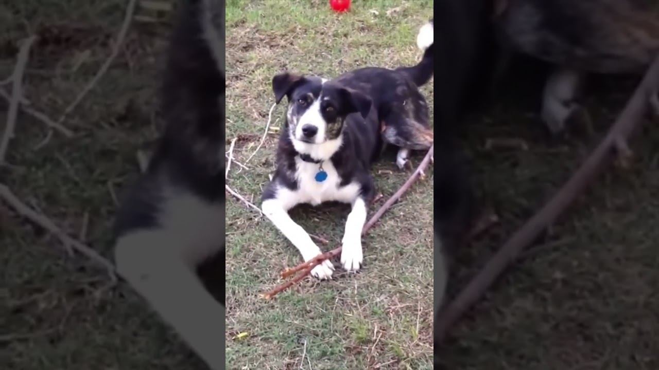 Funny Pets !!!  #funny #pets #cat #dog #shorts