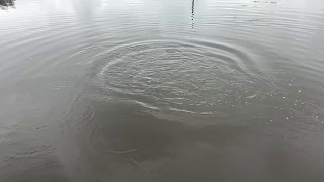 форель
