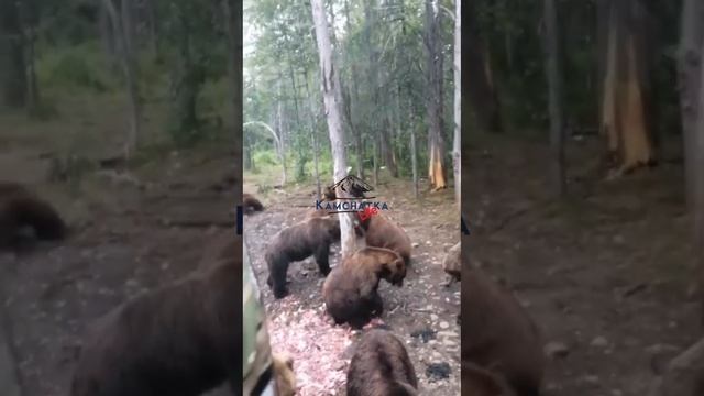 Браконьерская бригада на Камчатке,  устроила кормежку медведей рыбьими отходами
