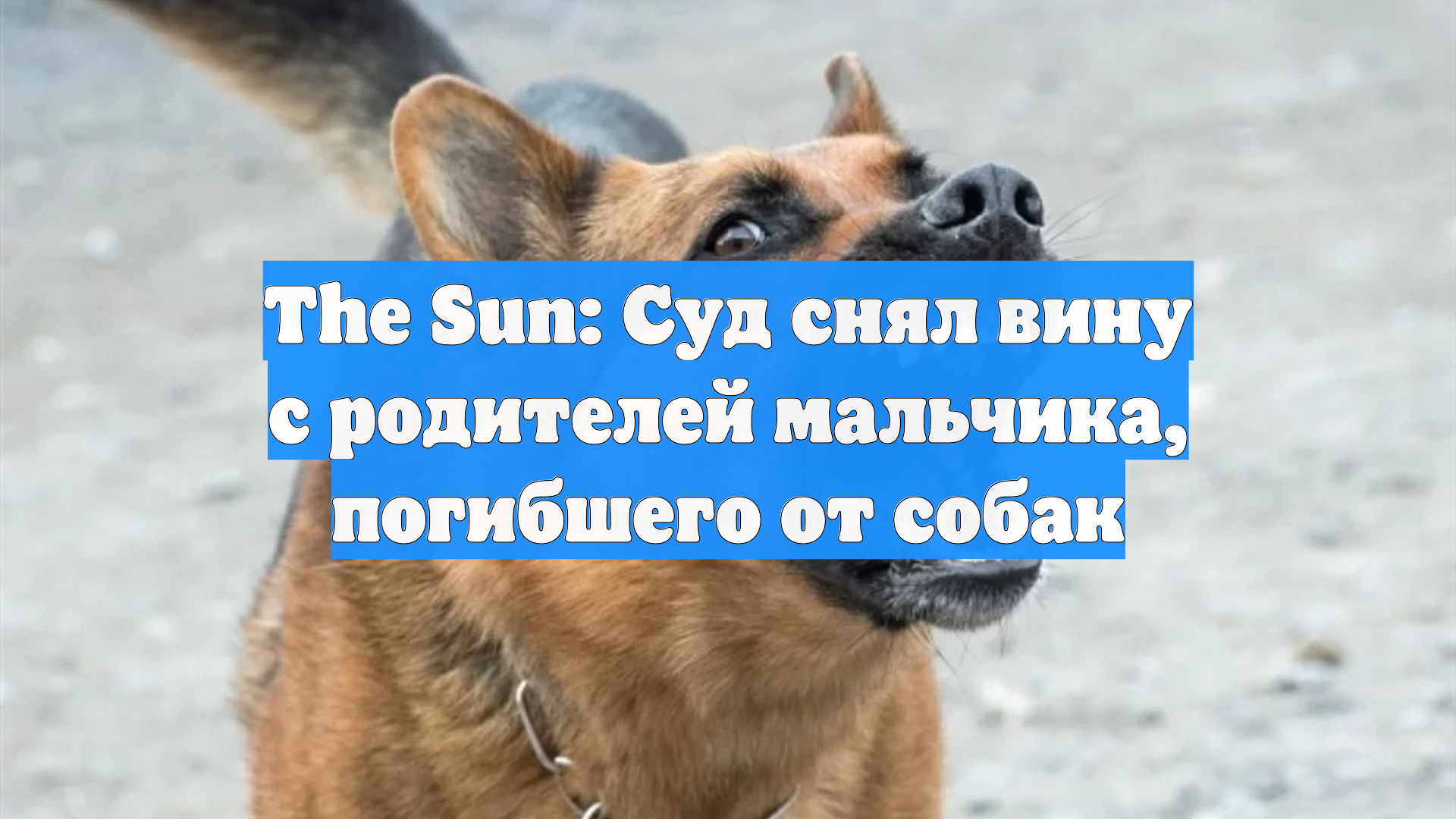 The Sun: Суд снял вину с родителей мальчика, погибшего от собак