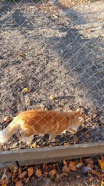 Ужин у птичек 🐓🐔