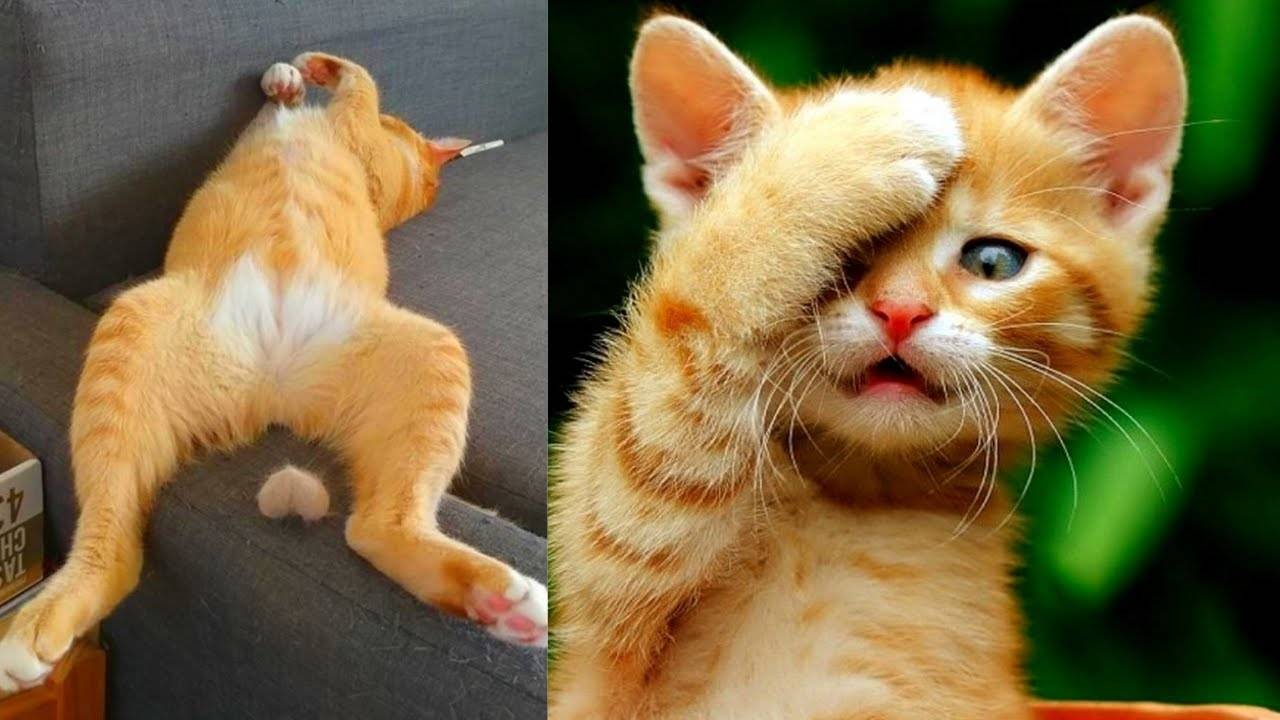 🔥 ХА-ХА СМЕШНЫЕ ВИДЕО 😂 СМЕШНЫЕ ЖИВОТНЫЕ, ОТ КОТОРЫХ ПЛАЧЕШЬ ОТ СМЕХА! 🤣 ЛУЧШИЕ ПРИКОЛЫ