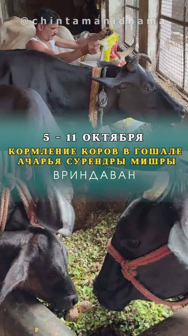 5 -11 октября. Видеоотчет о кормлении коров в гошале Ачарья Сурендры Мишры