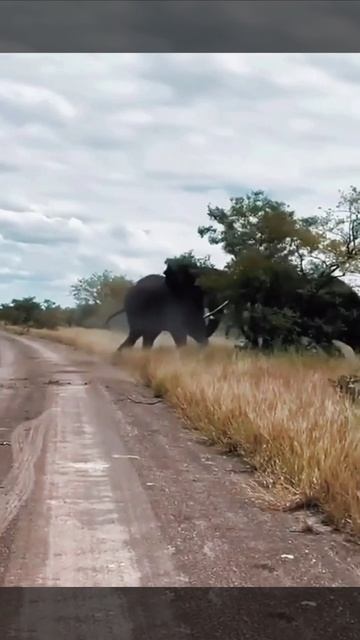 Схватка двух Гигантов 🐘🐘