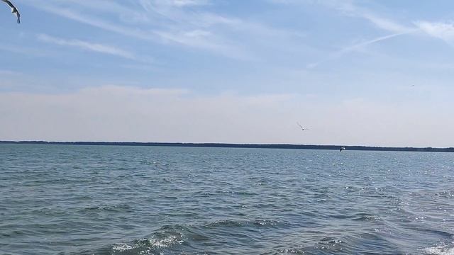 сытые чайки на рыбалке на озере