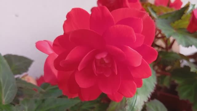 Бегония Мисс Майами (Begonia Iconia Miss Maimi)