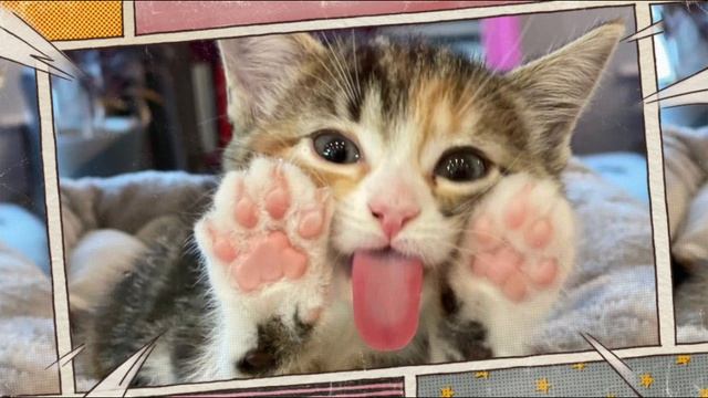кото!стстрофа