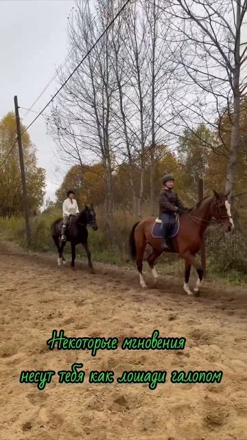 Лошадки моя любовь