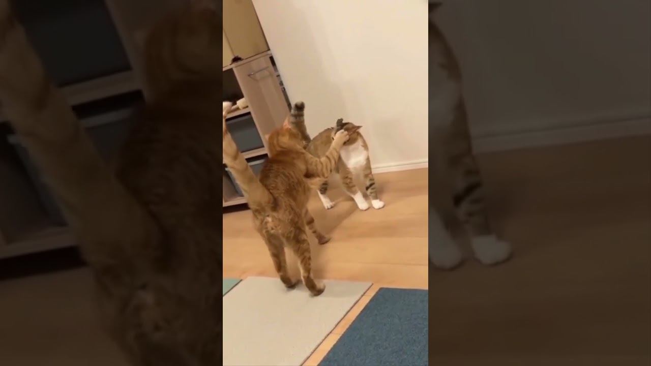 Funny Cats !!!  #funny #cat #cats #shorts