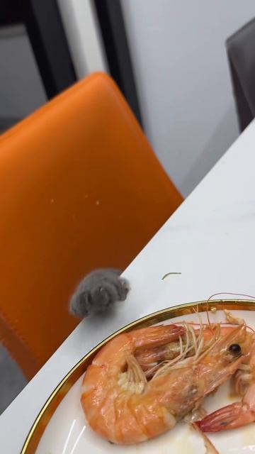 Кот Приколы