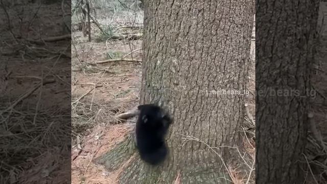 Медвежонок учится лазанью по деревьям 🐻👌👍❤️😉