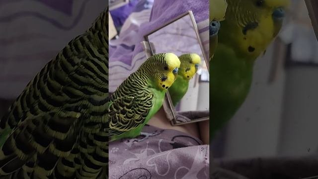 забавные Птичкины красавчики