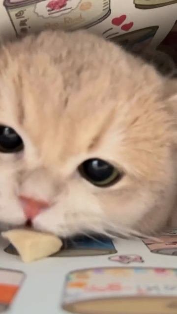 Наш TG Https://t.me/liveofcats
