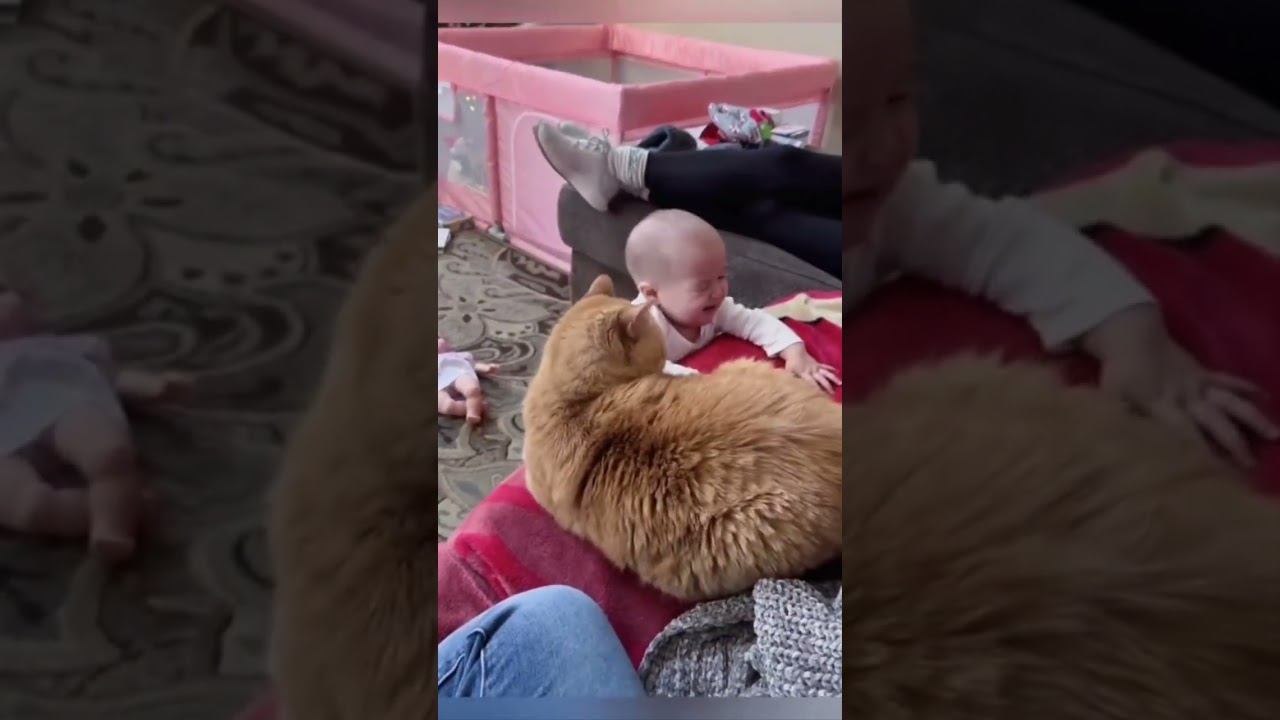Funny Pets !!!  #funny #pets #cat #dog #shorts