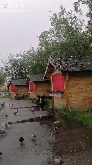 VID_20250915_064408.mp4 Елена Дружиненко Воркута