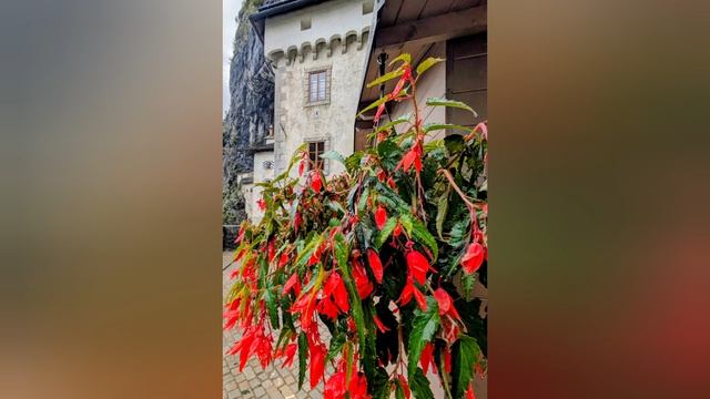 809.Предьямский замок 🏰.
