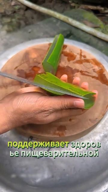 Немного про алоэ..