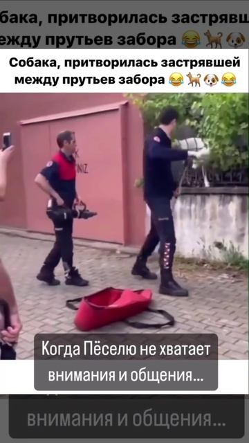 Собака развлекается.