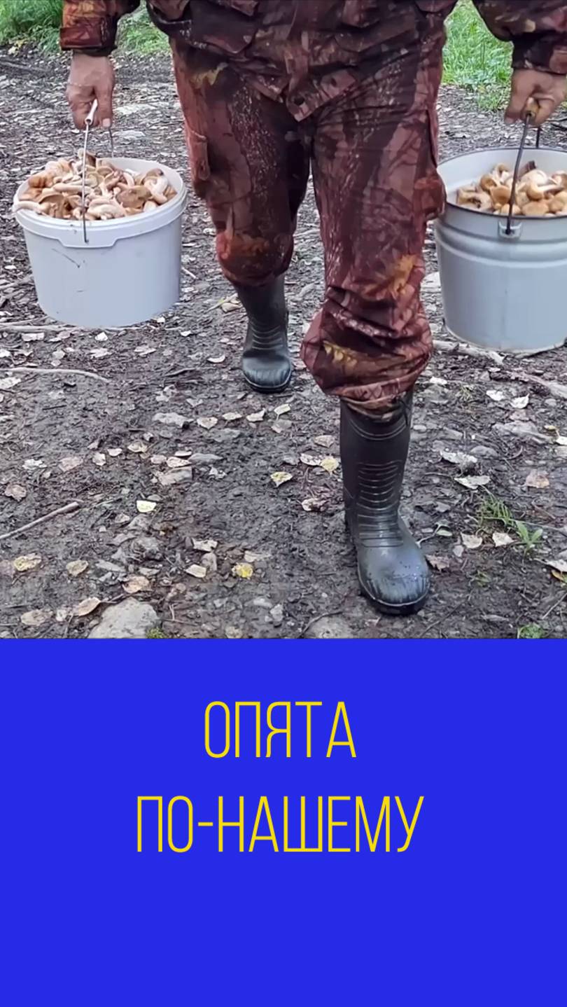 Сбор опят по-нашему. Мальковский Вадим