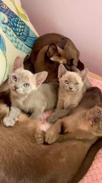 Бурманские котята