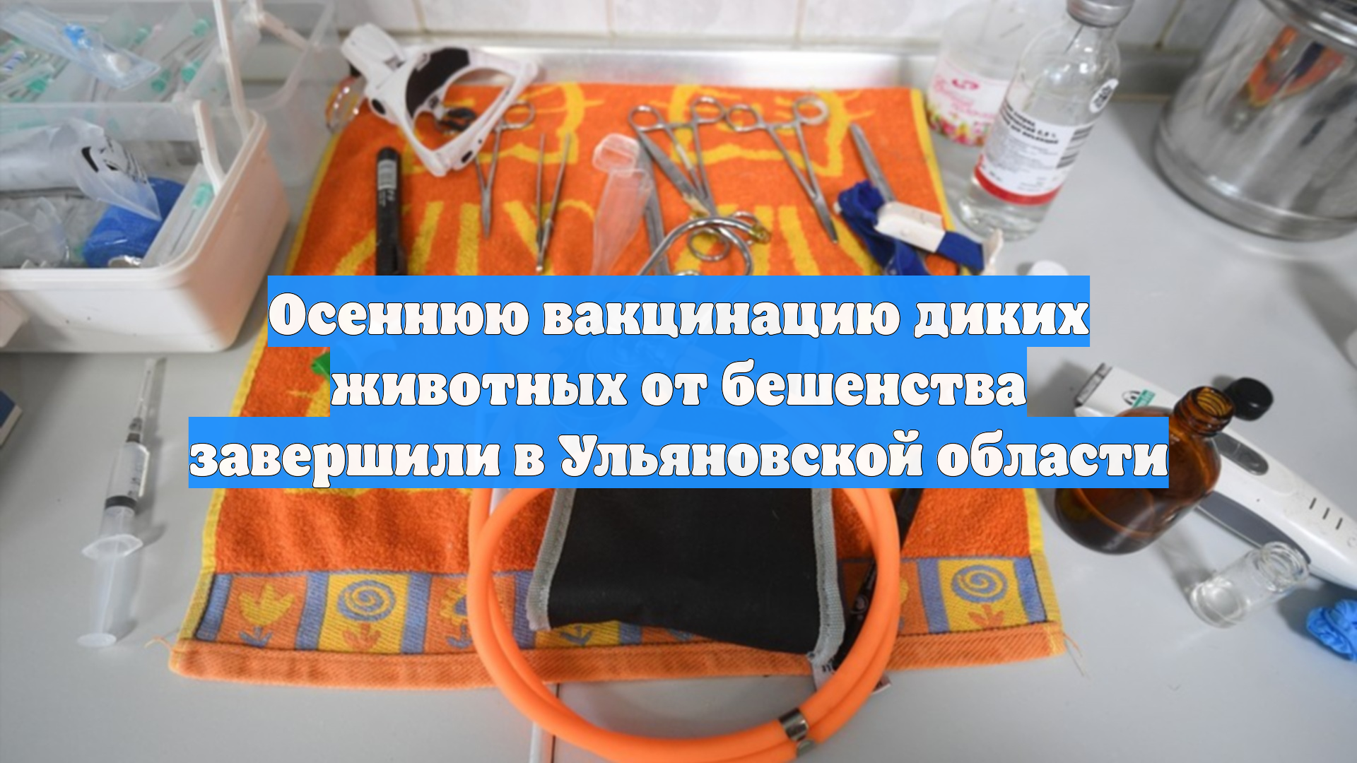 Осеннюю вакцинацию диких животных от бешенства завершили в Ульяновской области