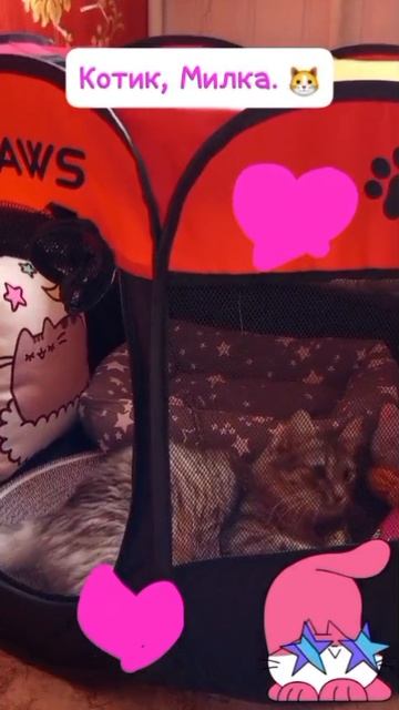 Котик Милка играет.